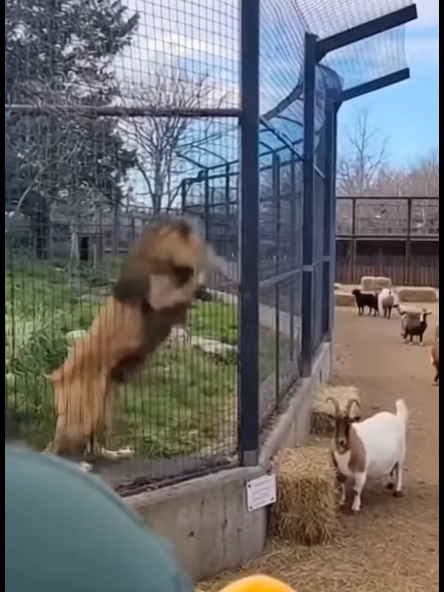 אריה בורח מהכלוב בגן חיות! סרטון ויראלי